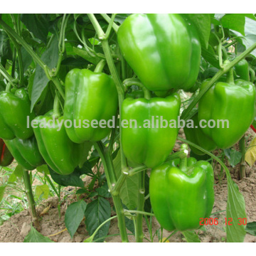 ASP021 Sufeng f1 hybrid green sweet pepper seeds bell pepper seed